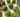 8 Dye-Free Naturally Green St Patrick's Day Recipes - Dignity Made