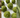 8 Dye-Free Naturally Green St Patrick's Day Recipes - Dignity Made