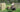 Ending 2021: The Carabao's Boy - Dignity Made