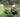 Ending 2021: The Carabao's Boy - Dignity Made